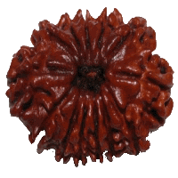 13 mukhi Rudraksha